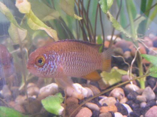 cichlid1.jpg