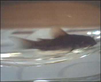 Cam00008-5.jpg