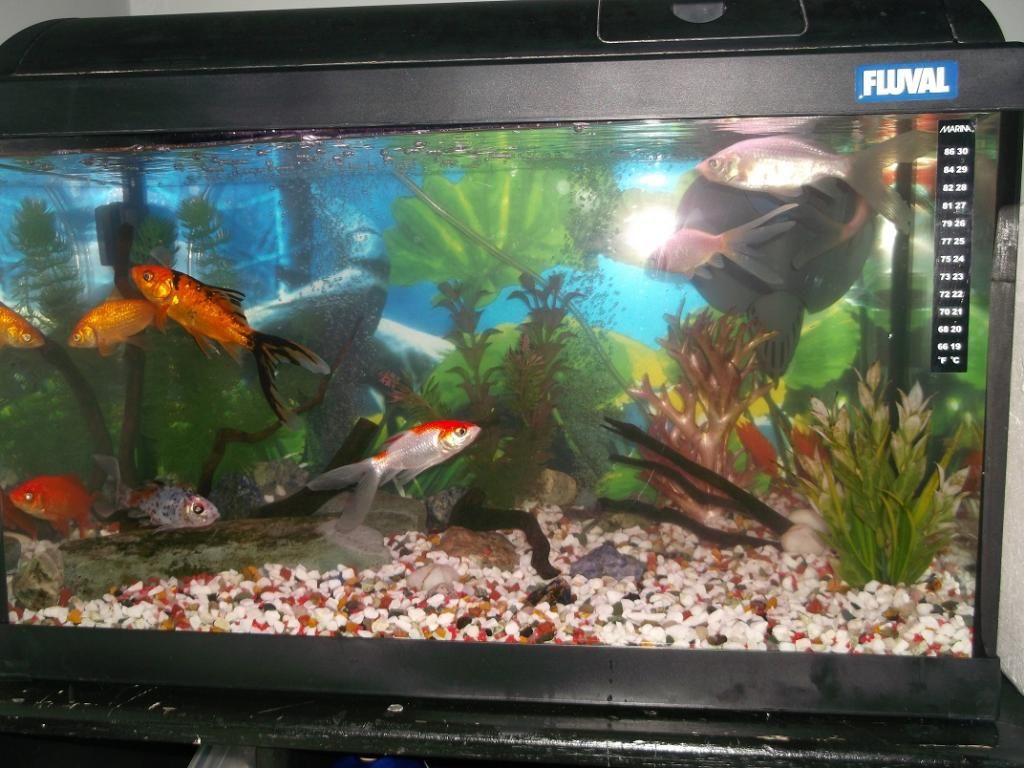 Goldfish-Rehomed2_zpse05b5d4a.jpg