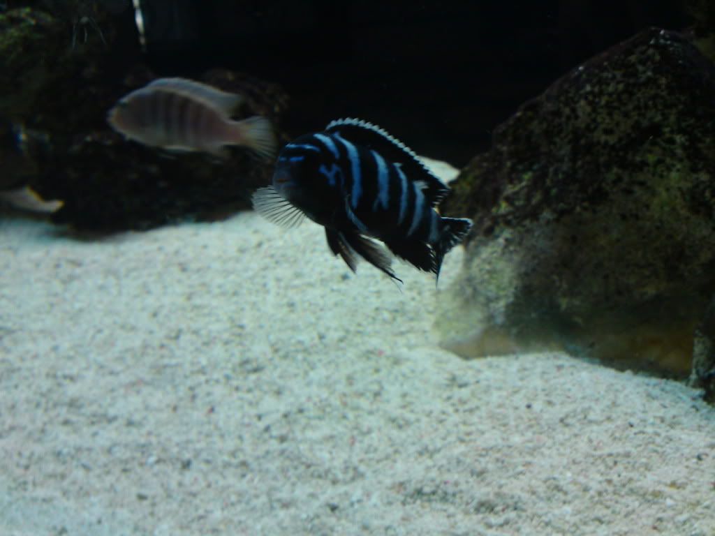 fish012.jpg