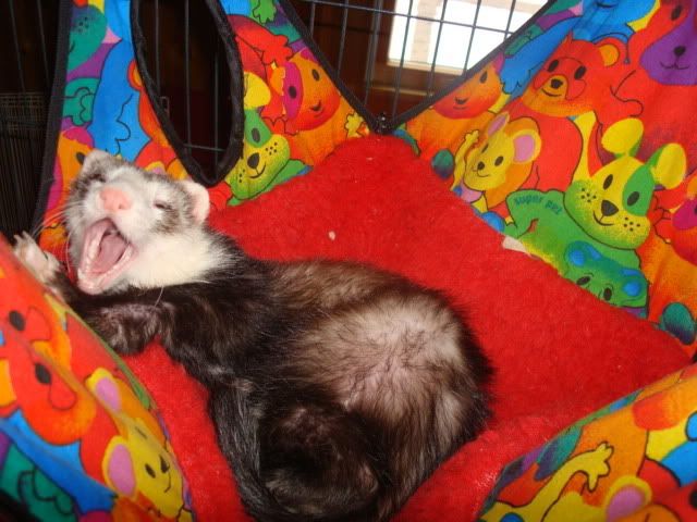 ferrets1004.jpg