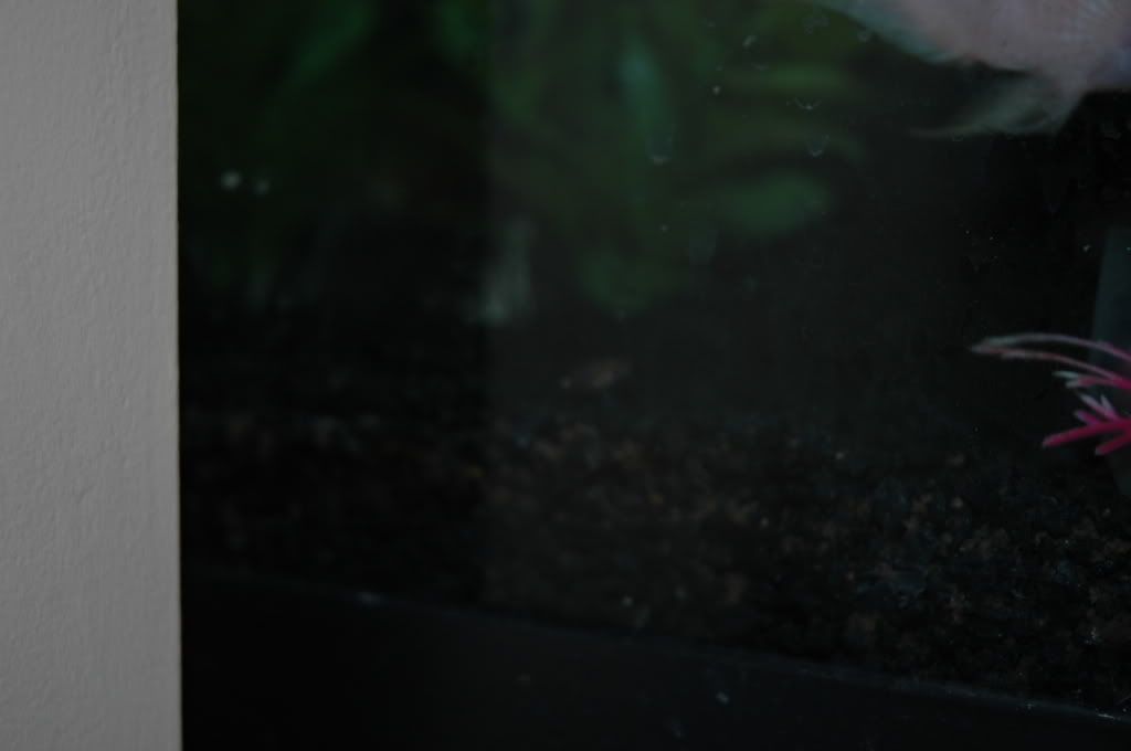 DSC_4252.jpg