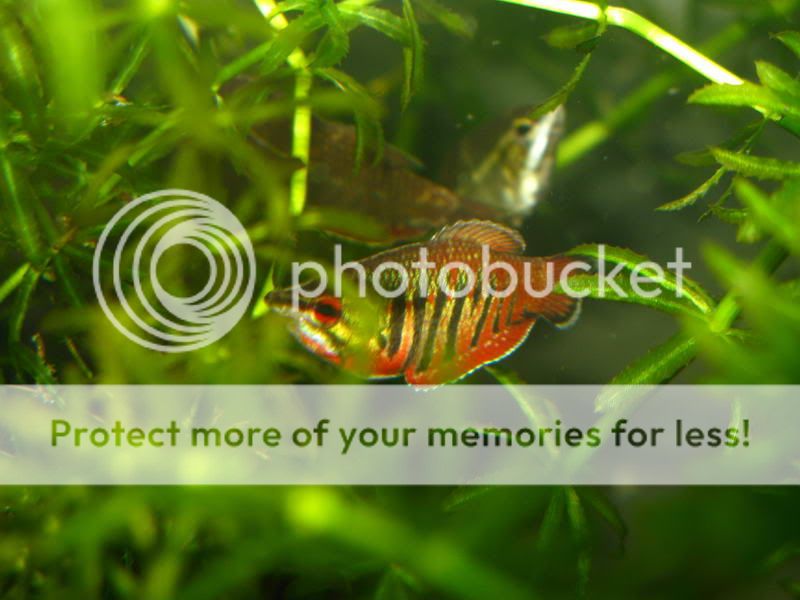 Samurai_Gourami_05.jpg