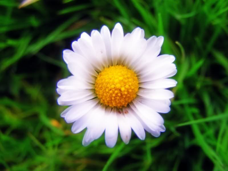 daisybig.jpg