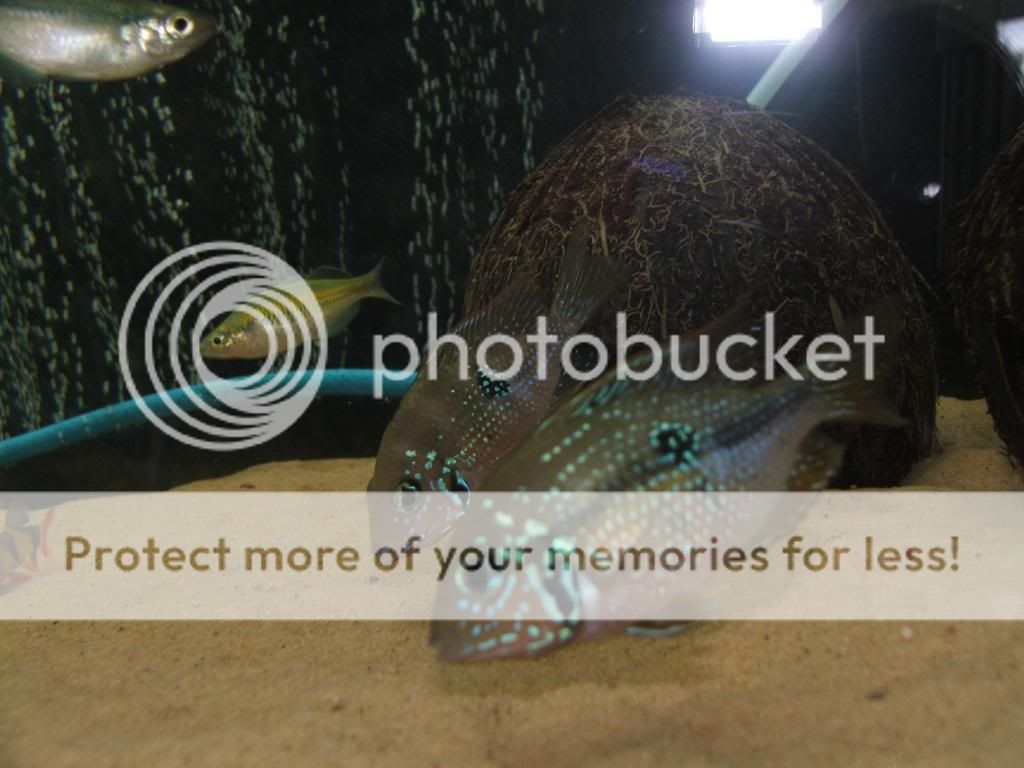 DSCF7219.jpg