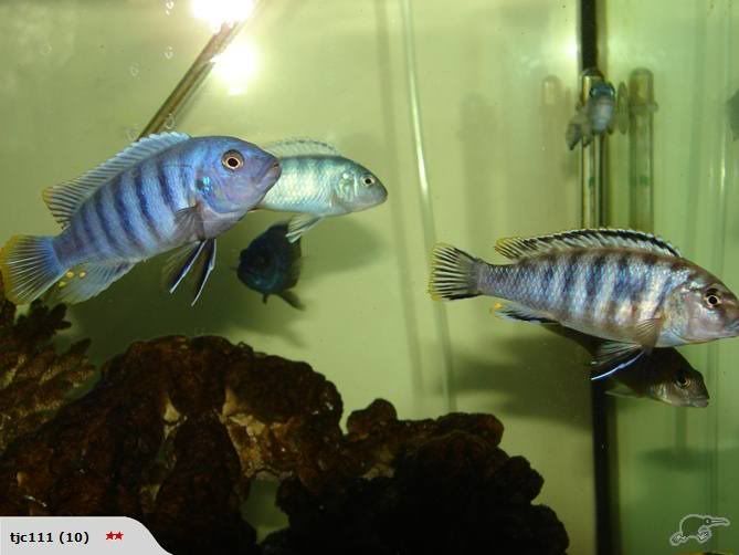konorfish2.jpg