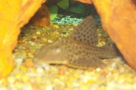 pleco.jpg