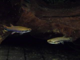SDC12354.jpg