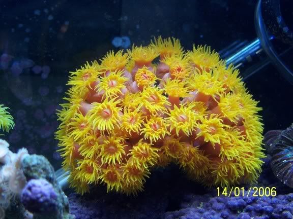SunCoral.jpg
