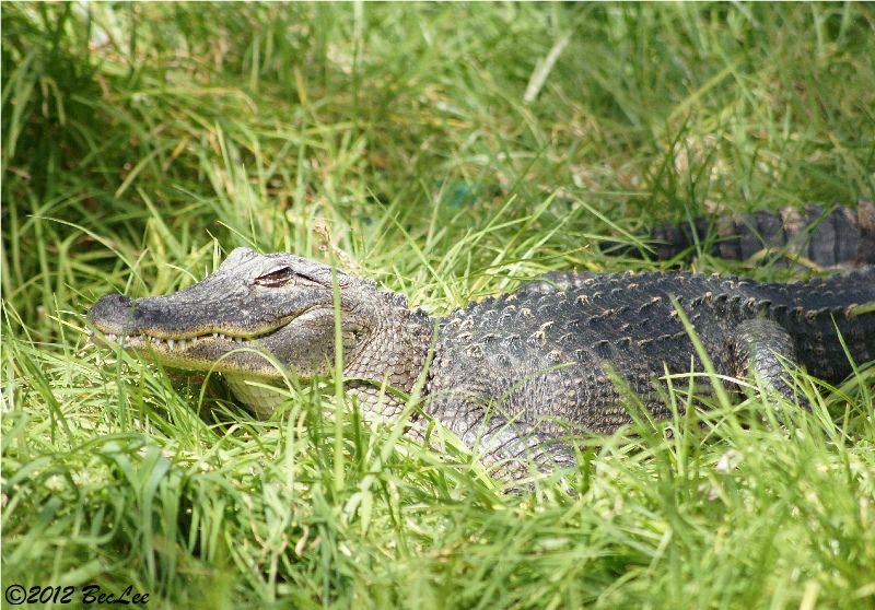 Alligator19thAug2012b.jpg