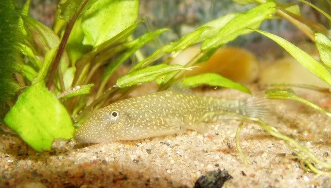 gastromyzonpunctulatus.jpg