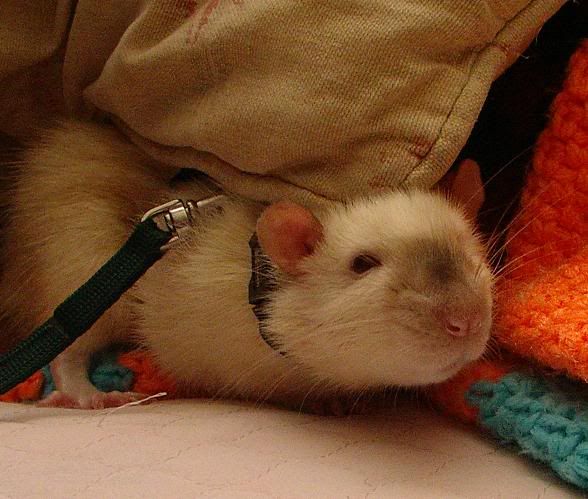 rat046.jpg