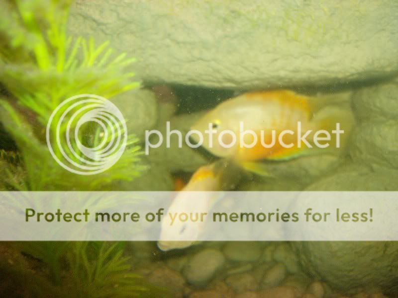 Cichlids004.jpg