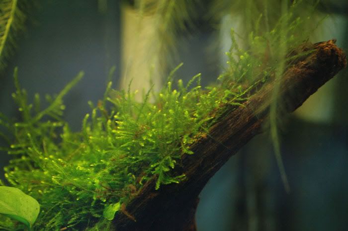 Moss.jpg