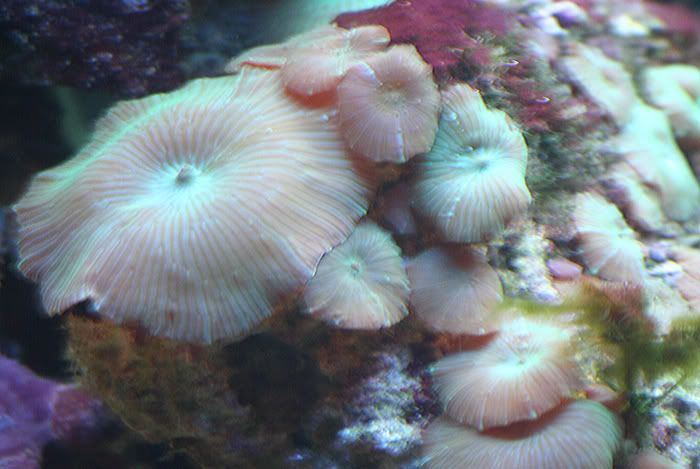 fishtank11thmay2010045.jpg