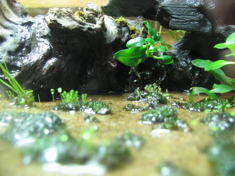 25growth003.jpg