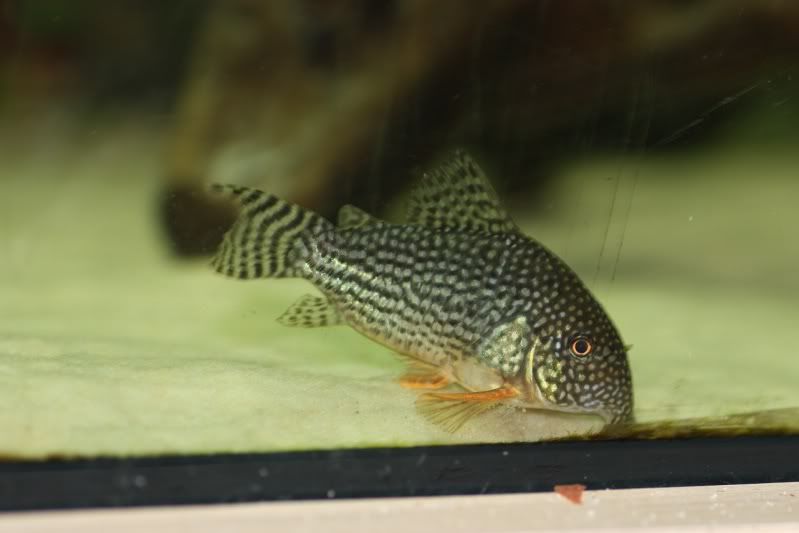 cory-2.jpg