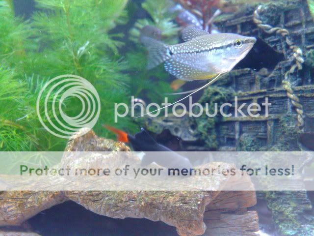 26122008055.jpg