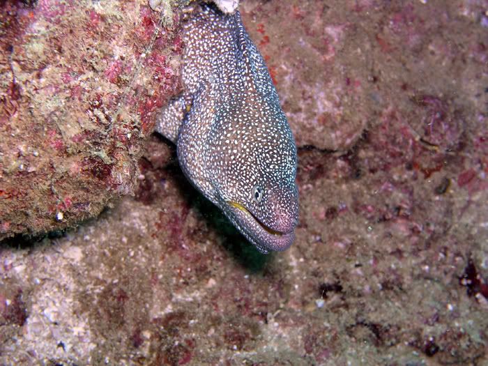 moray4.jpg