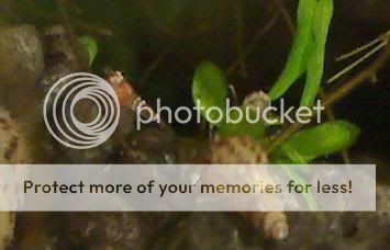 shrimplet-closeup-2.jpg