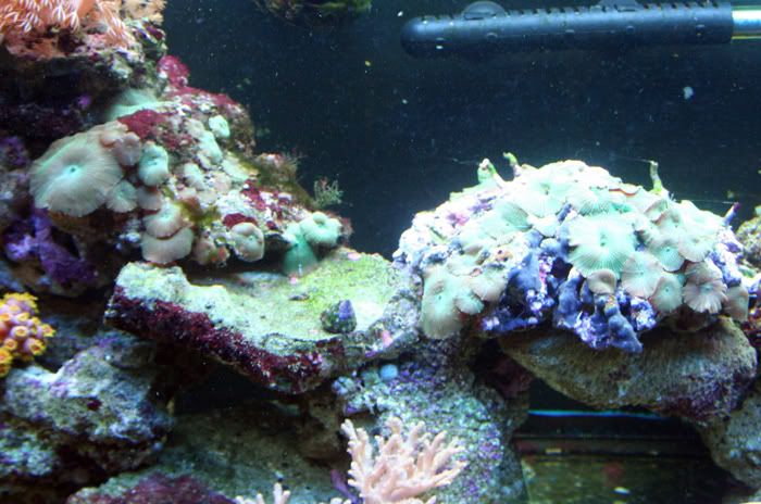 fishtank11thmay2010020.jpg