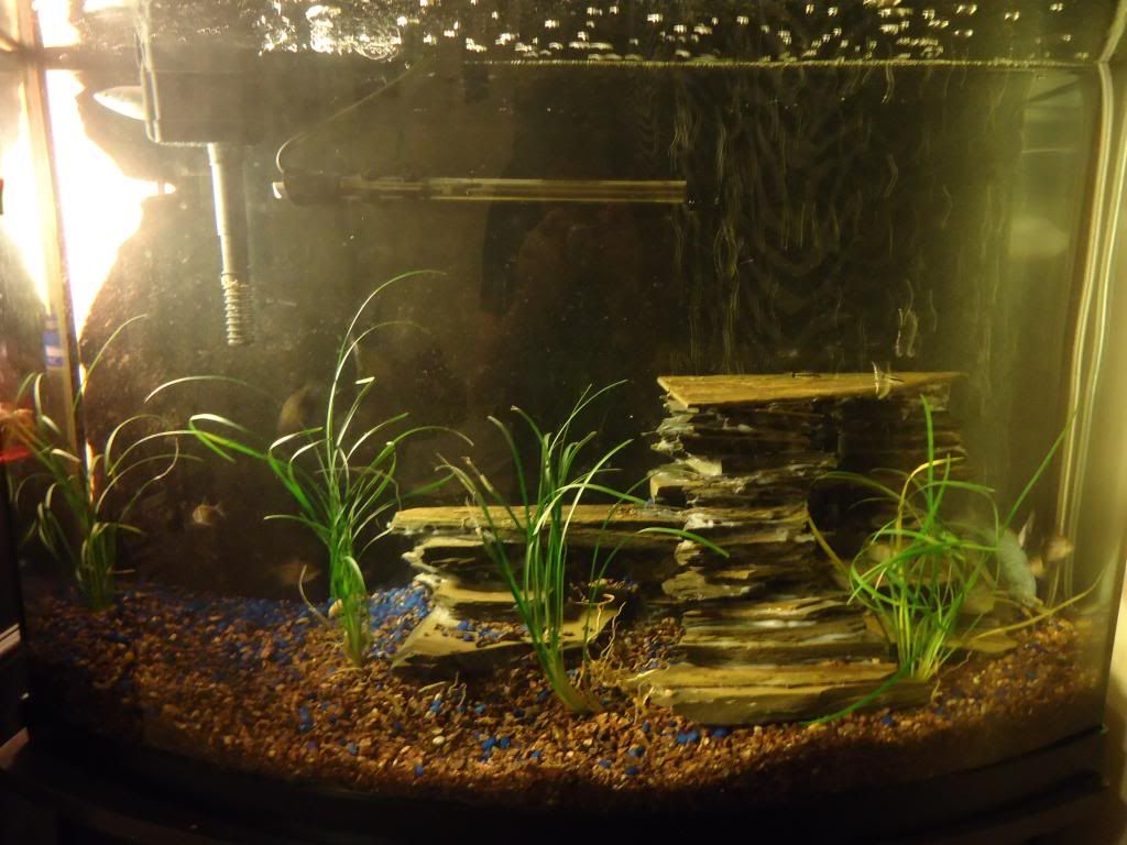 FishPics085_zps8f8de268.jpg