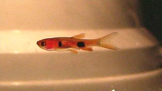 tiny-rasbora.jpg