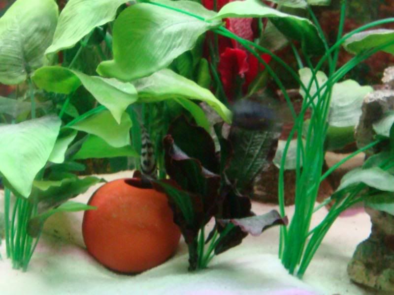 Fish003-1.jpg