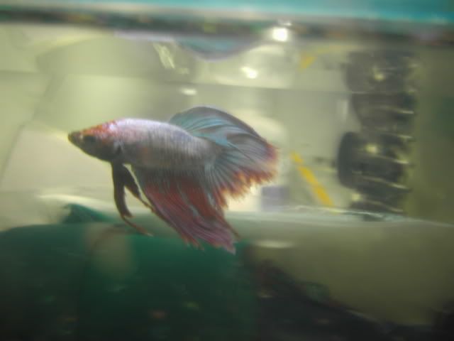 newfishies029-1.jpg