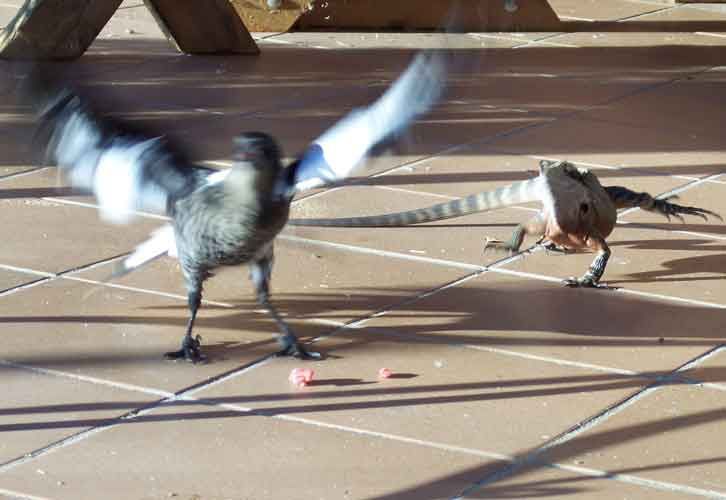 dragonmagpieweb2.jpg
