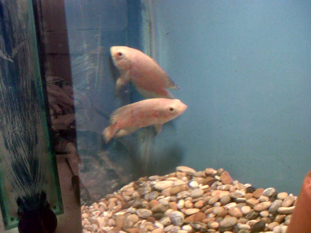 IMG00081-20110129-1610.jpg