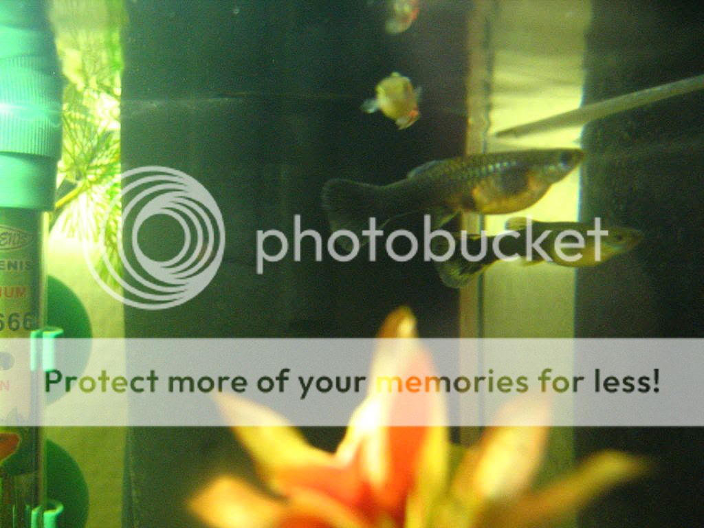 fish018.jpg