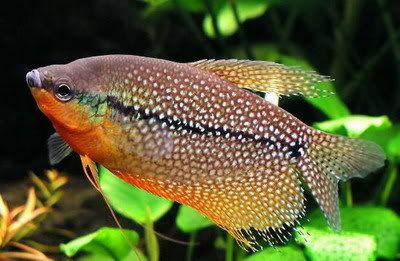 trichogasterleeri.jpg