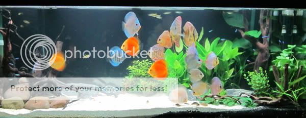 discus.jpg