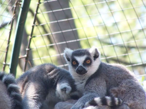 lemurs1.jpg