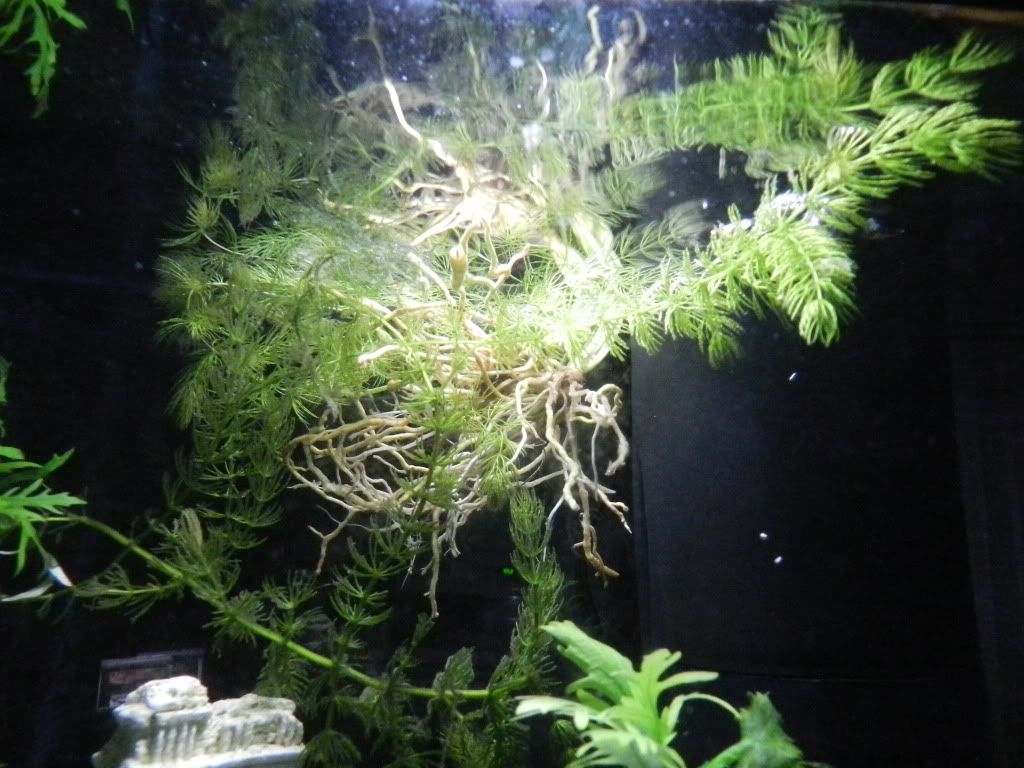 DSCN5488.jpg