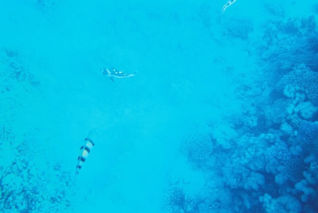 CNV00020-1.jpg