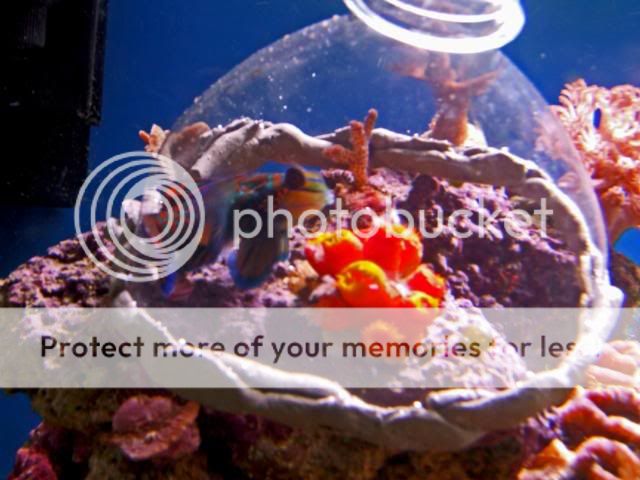 2009_0902Reef0067.jpg
