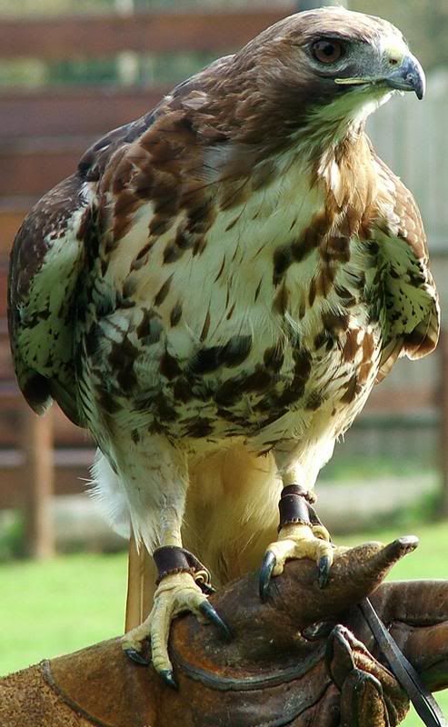 buzzard.jpg