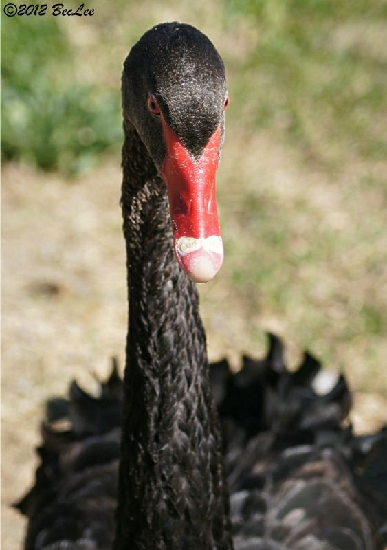 BlackSwan19thAug2012d.jpg