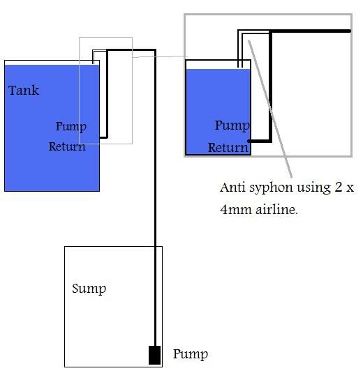 Sumpantisyphon.jpg