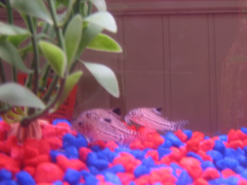fish035.jpg