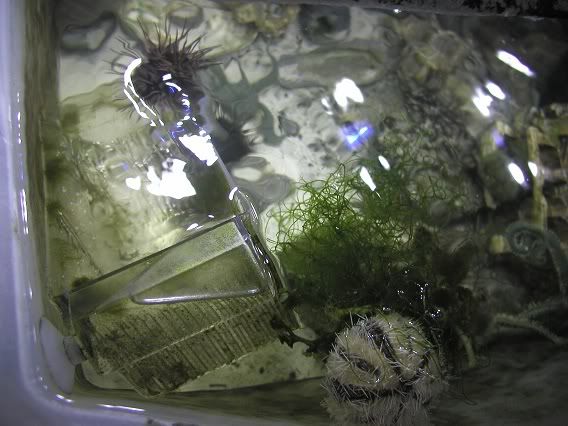 tub_urchins1.jpg