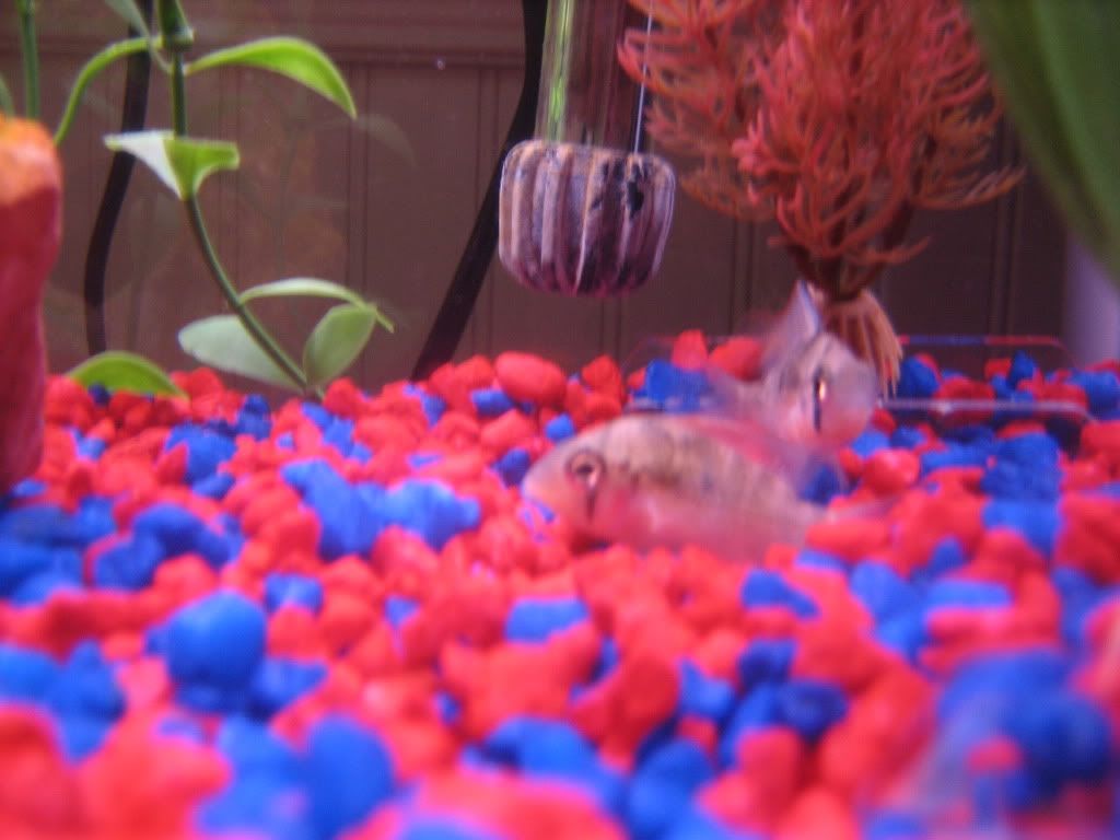 fish042.jpg