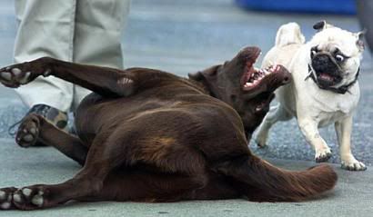 dogfriends.jpg