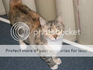 OfficeCat015.jpg