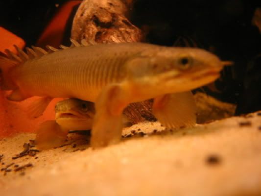 Bichirs2.jpg