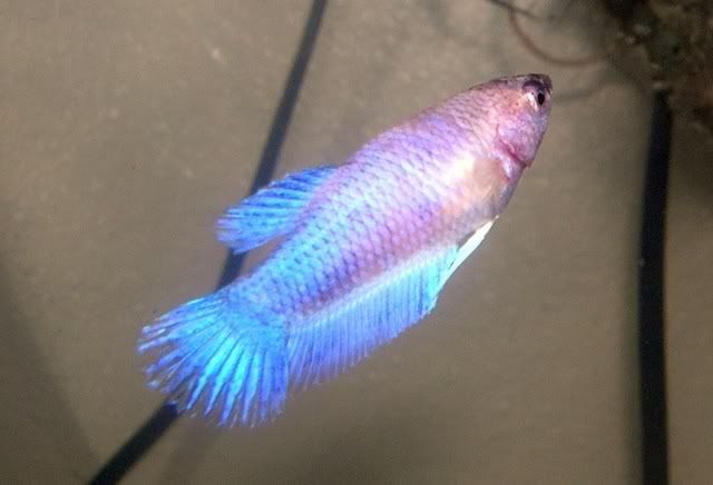 bluemarblefemale3months.jpg