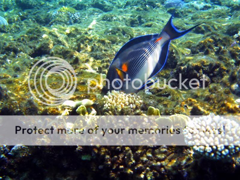 underwater226.jpg