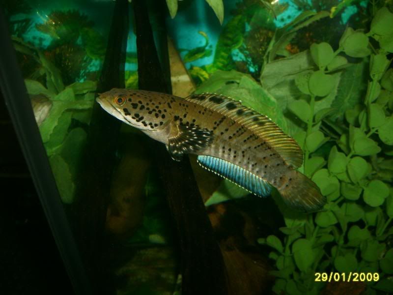 snake063.jpg